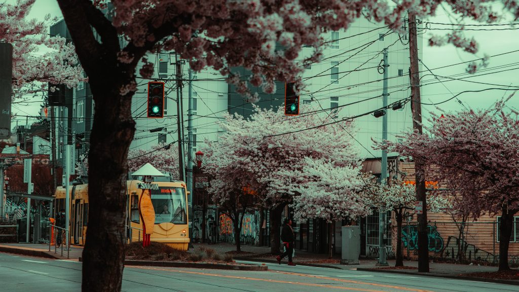 International District Little Saigon Cherry Blossoms Seattle Cinematic Photography Sakura