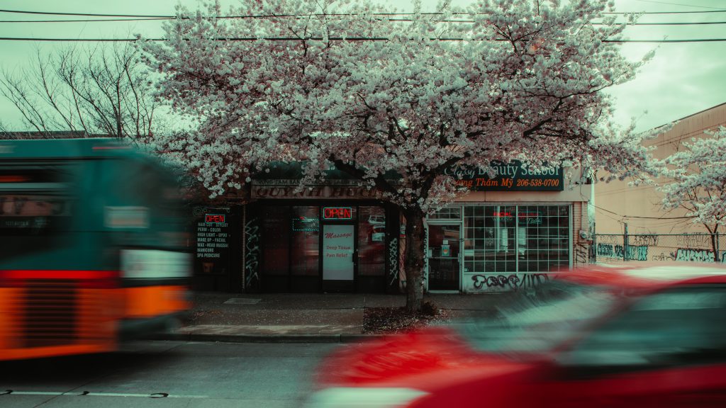 Little Saigon Cherry Blossoms Seattle Cinematic Photography