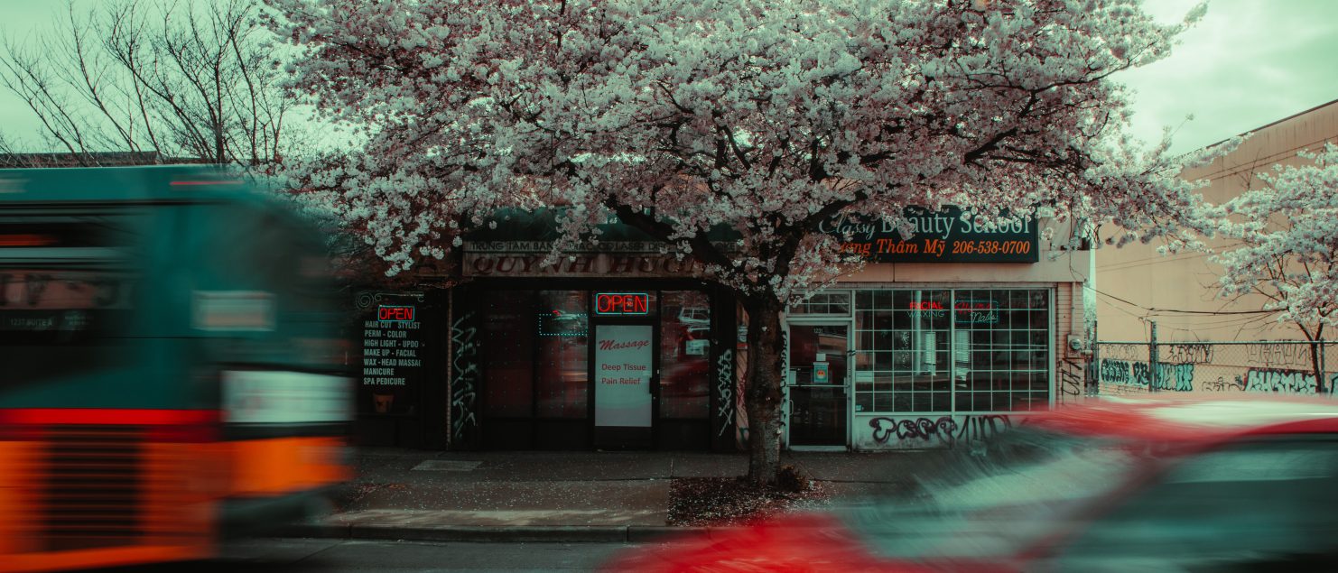 Little Saigon Cherry Blossoms Seattle Cinematic Photography