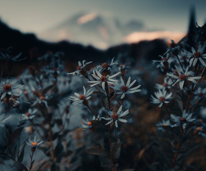 mount rainier national park r4s instagram erick ramirez seattle photographer Paradise