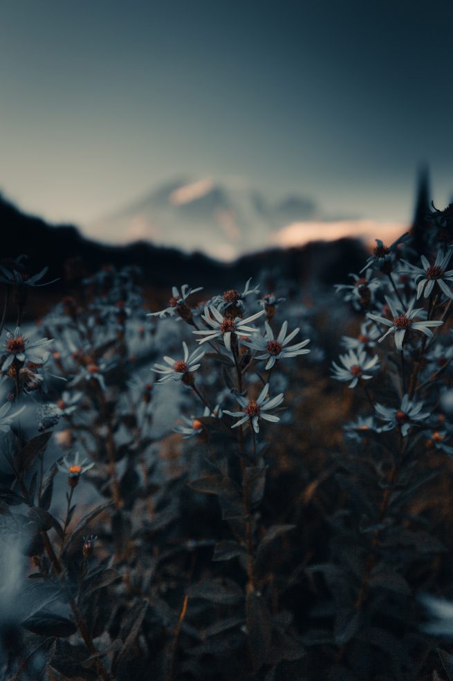 mount rainier national park r4s instagram erick ramirez seattle photographer Paradise